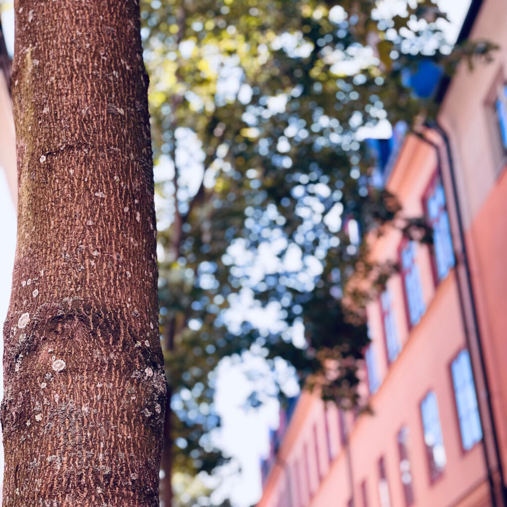 Grönskande träd under våren i Stockholm